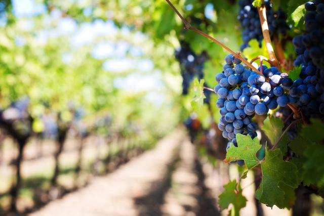 Discover the History of Temecula Wineries on a Temecula Valley Wine Tasting Tour